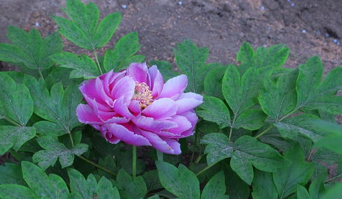 牡丹花開，苗木生機